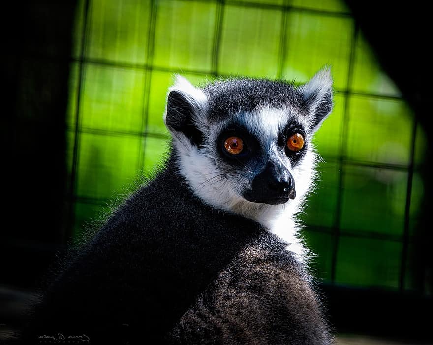 lemur, primát, zvíře, volně žijících živočichů, zoo, roztomilý, ohrožené druhy, hledá, detail, zvířata ve volné přírodě, zvířecí oko