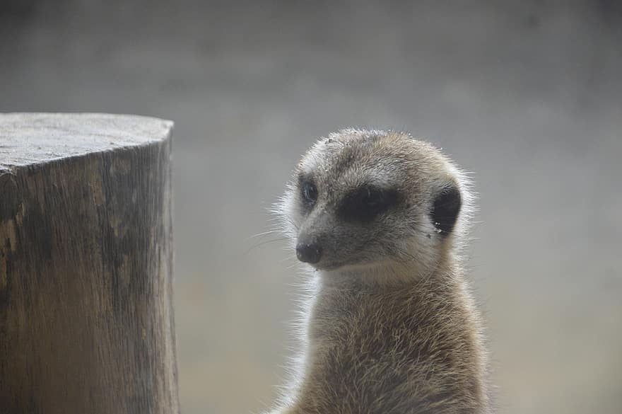meerkat, animal, mangusto, alerta, pequeno, olhando, África, fofa, animais em estado selvagem, de pé, um animal