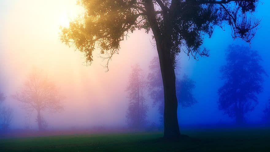 drzewo, mgła, Natura
