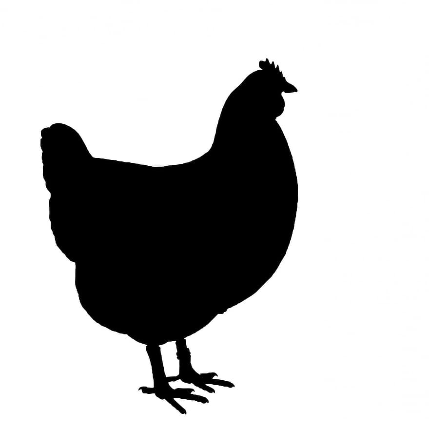 kyckling, höna, fågel, fjäderfän, djur-, bondgårdsdjur, fjäderfä, boskap, symbol, ikon, svart