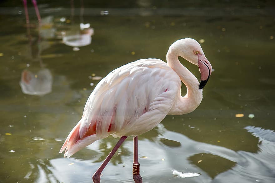 flamingo, pássaro, animal, plumagem, penas, agua, bico, conta, pernas compridas, natureza, mundo animal