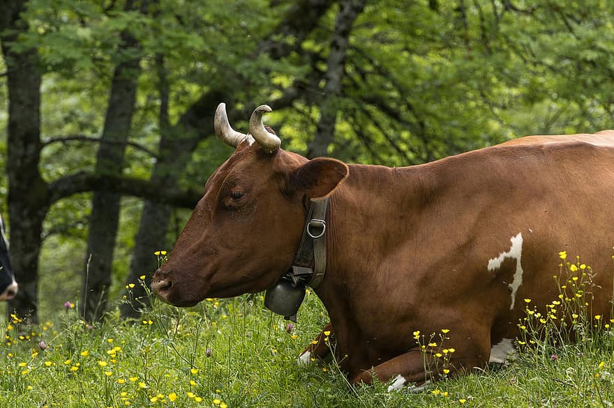vacă, coarne, păşune, natură, animal, bovine, luncă, agricultură, mamifer, rural