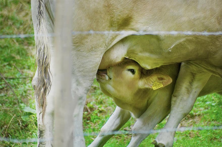 गाय का बच्चा, नर्सिंग, खिला, गाय, दूध, जानवर, कृषि, पशु, चरागाह