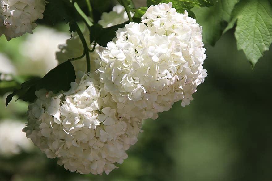 hortensia, las flores, planta, Hortensia francesa, hortensia macrophylla, Flores blancas, pétalos, floración, rama, jardín, naturaleza