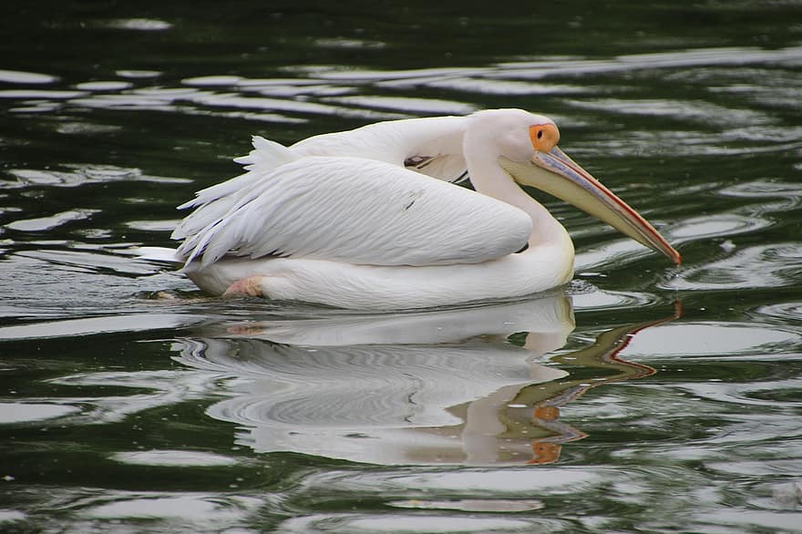 pelikán, pták, zvíře, vodní pták, vodní ptáci, peří, jezero, voda, vodní odraz, rybník
