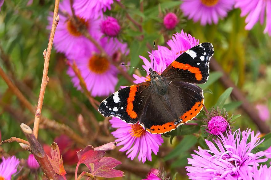 나비, 꽃, 수분, 곤충, 날개 달린 곤충, 나비 날개, 플로라, 동물 상, 자연, 닫다