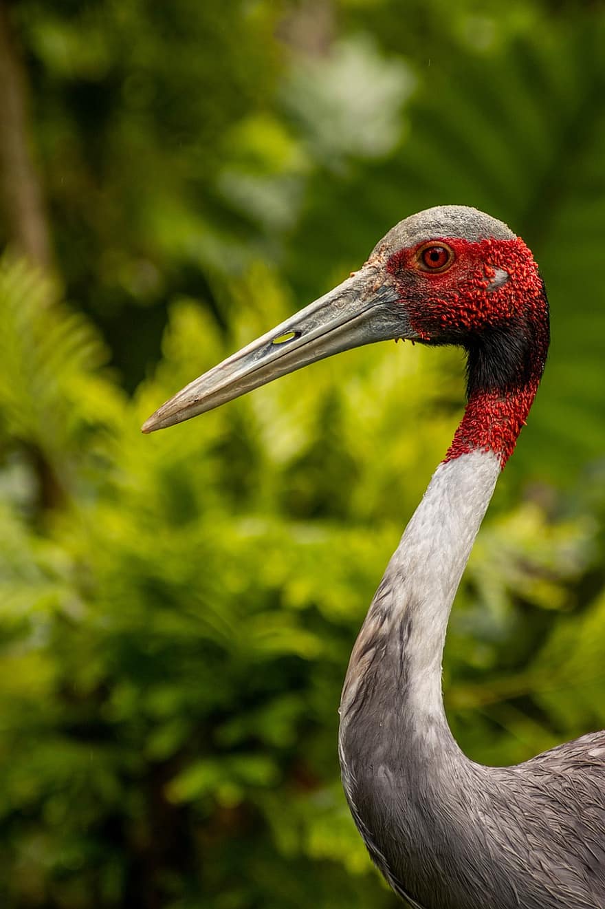 Sarus Crane, pássaro, animal, animais selvagens, exótico, fauna, natureza, bico, conta