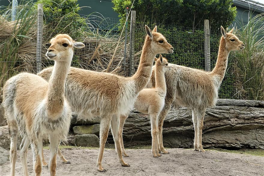 vicuña, Lama Vicugna, Zoo, Säugetiere, Tiere, Tiere in freier Wildbahn, Glückliches Dorf, rotterdam