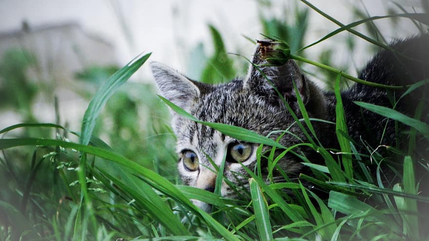кішка, таббі, трави, домашня тварина, тварина, домашня кішка, котячих, ссавець, милий, на відкритому повітрі