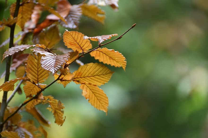 Leaves, Plant, Foliage, Branch, Twigs, Sprigs, Autumn Leaves, Autumn Foliage, Nature, Beech, Tree