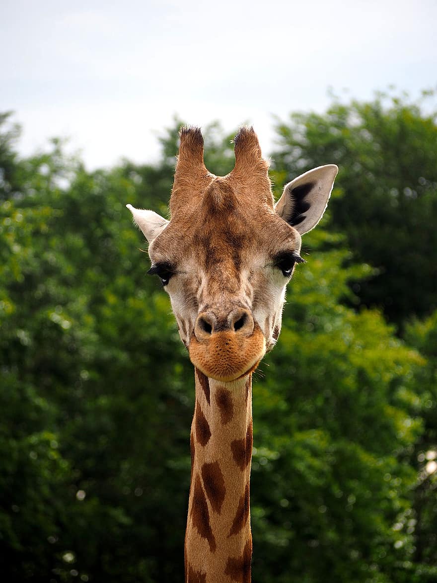žirafa, gyvūnas, pobūdį, laukinės gamtos, žinduolių, zoologijos sodas, safari, ilgas kaklas, ilgos kojos