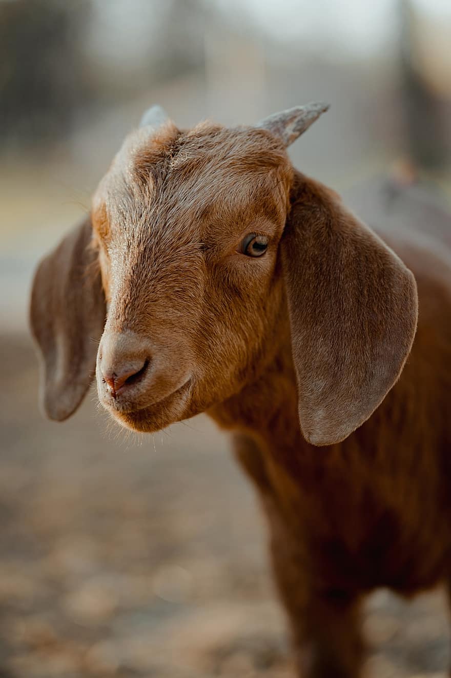 Goat, Livestock, Mammal, Animal, Nature