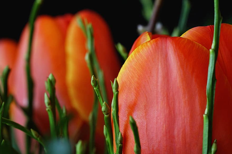 Flowers, Spring, Tulips, Close Up, Seasonal, Bloom, Blossom, Botany, Growth