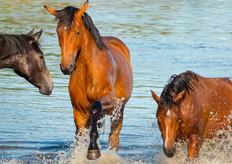 hester, bading, spiller, bad, moro, vann, elv, sommer, lykkelig