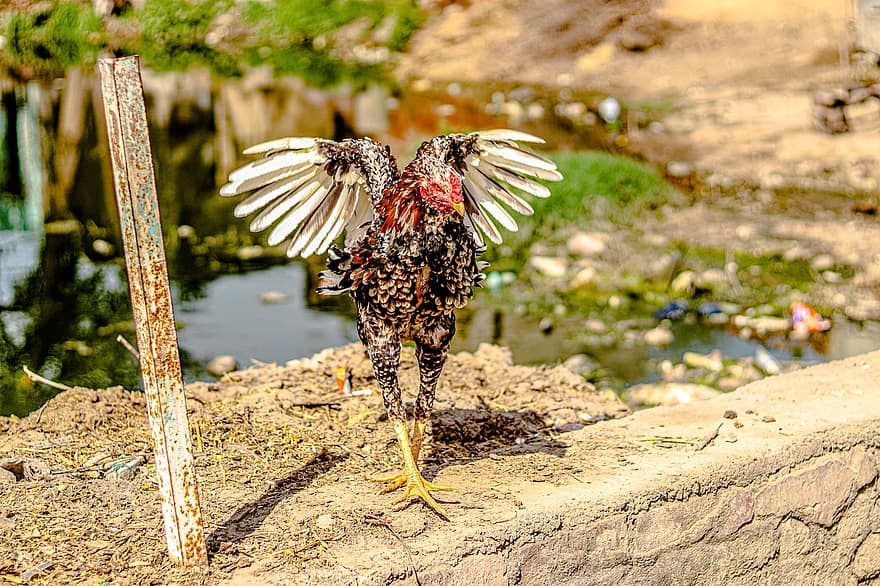frango, galinha, pássaro galo, ninho de Pássaro, gaiola, aldeia, Índia
