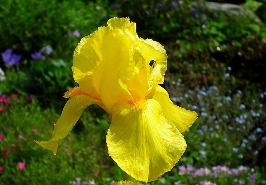 iris, flor, planta, primavera, jardí, groc, naturalesa, florint, els pètals