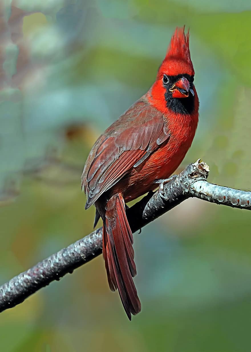 ocell, cardenal del nord, ornitologia, espècies, fauna, aviària, animal