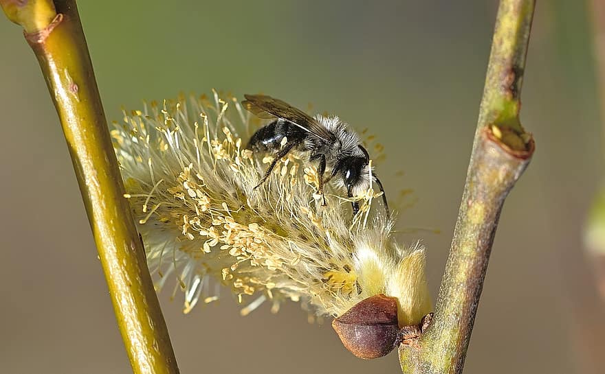 Bee, Willow Catkin, Flower, Insect, Willow, Plant, Spring, Spring Awakening, Garden, Nature