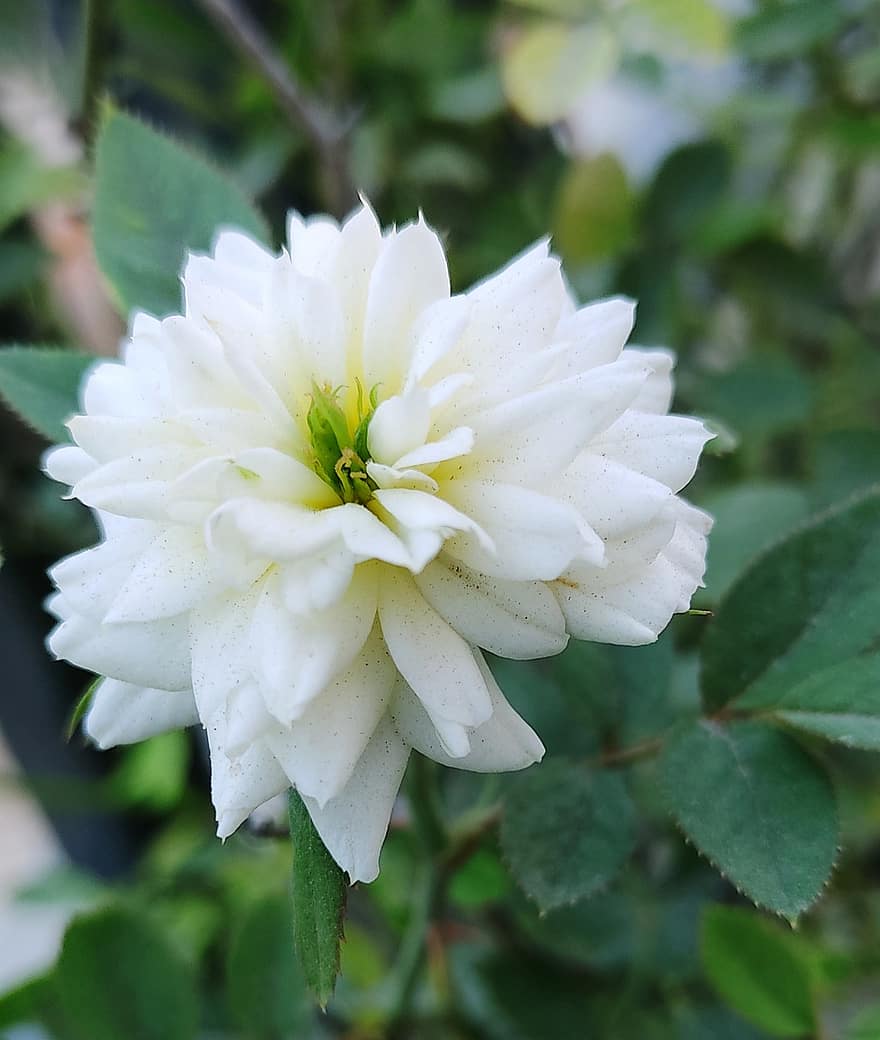 baltā roze, pieauga