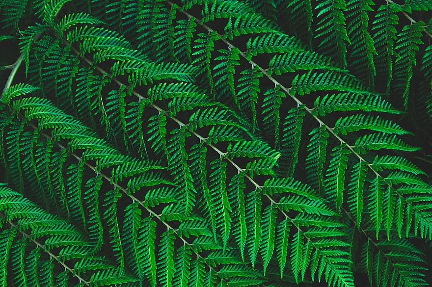 Green, Leaves, Foliage, Plants, Fern, Fern Leaves, Nature, Flora, Horticulture, Botany, Background