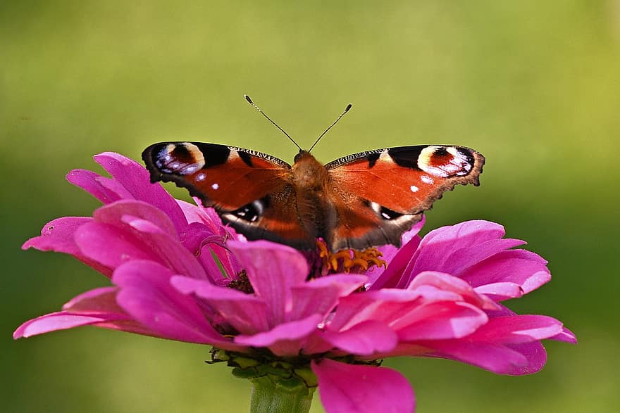 papillon, fleur, féconder, pollinisation, insecte, insecte ailé, ailes de papillon, Floraison, flore, faune, la nature