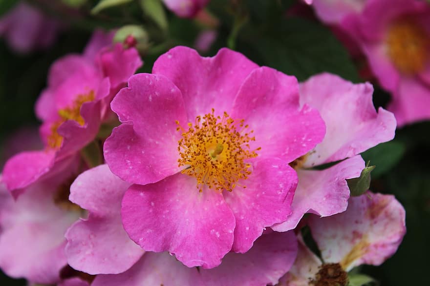 Preeria ruusut, kukat, Roseese, vaaleanpunaiset terälehdet, terälehdet, kukinta, kukka, luonto, kasvisto