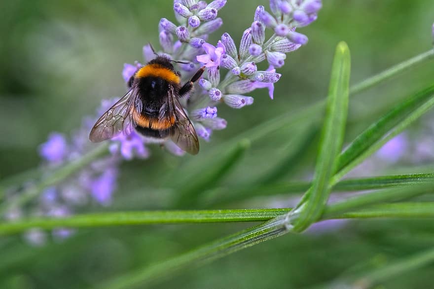 pollinering, Bie, insekt, humle, blomst