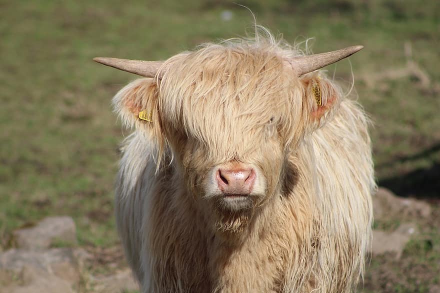 hoogland koe, koe, dier, vee, hoogland vee, zoogdier, hoorns, farm, Schotland