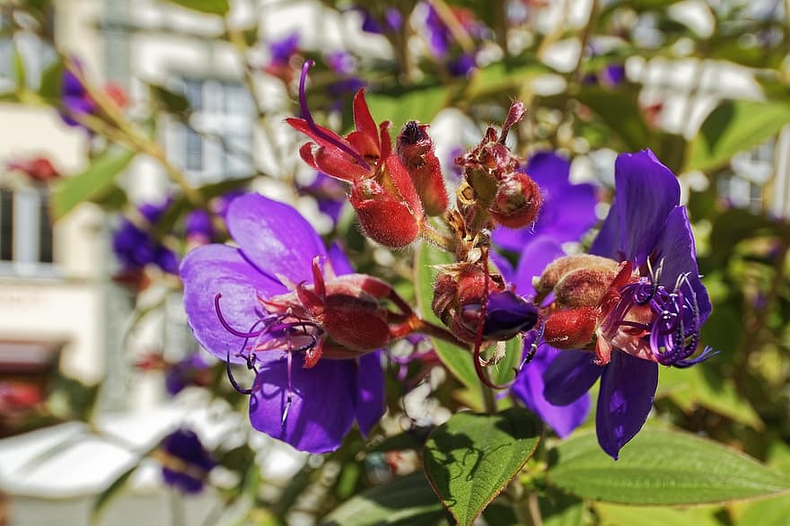 lasiandra, Purple Glory Bush, Prinsessan Blomväxt, tibouchina urvilleana, blommor, blomma, buske, närbild, växt, blad, lila