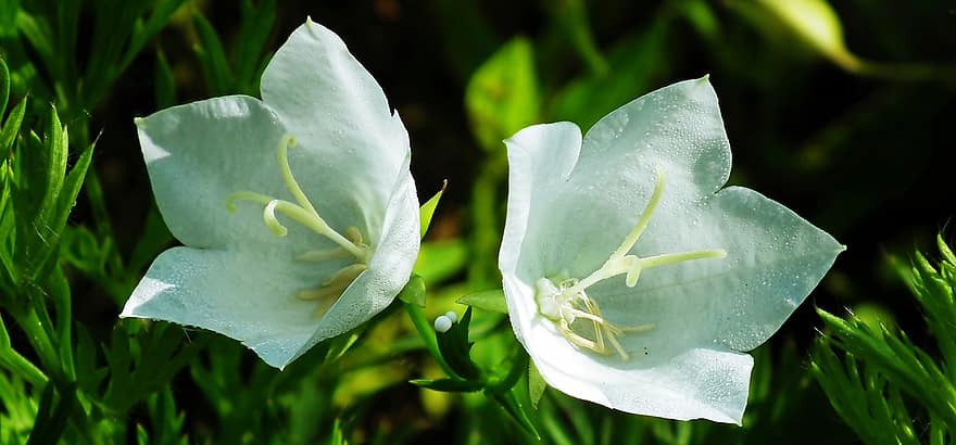 꽃들, 카르파티아 도라지, 흰 꽃, 정원