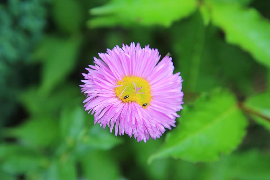 Daisy Fleabane, Blume, Insekten, Philadelphia Fleabane, pinke Blume, Blütenblätter, blühen, Pflanze, Garten, Natur