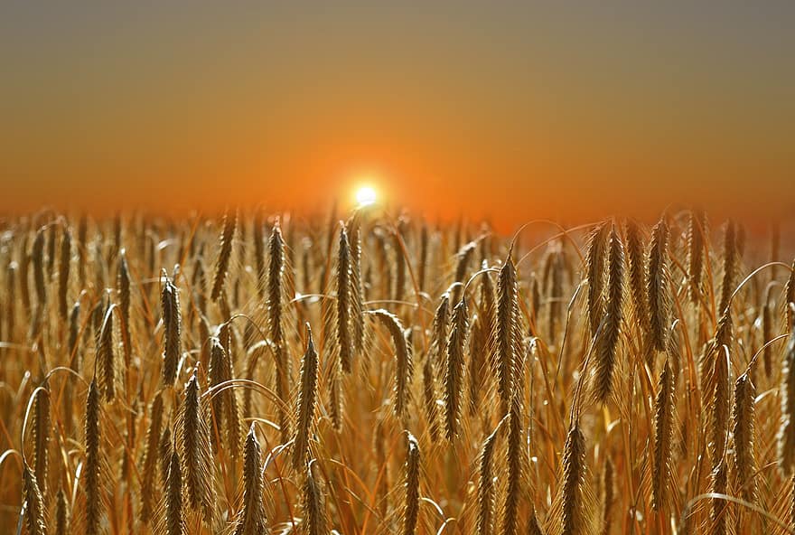日没、トウモロコシ畑、穀物、ライ麦、スパイク、フィールド、工場、農業、自然、イブニング