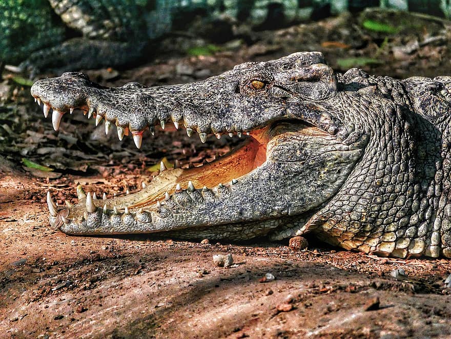 alligator, krokodil, tänder, gator, vietnam, arter, fauna, reptil, djur i det vilda, djur tänder, fara