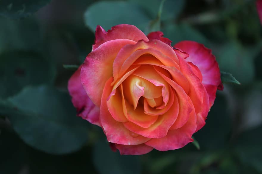 Rosa, flor, flor rosa, pétalos, pétalos de rosa, floración, flora, planta, naturaleza