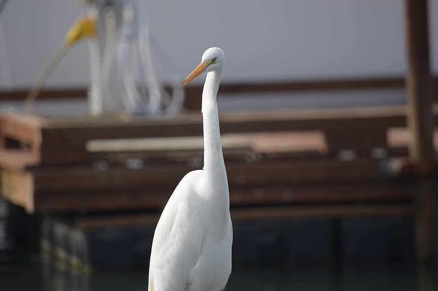 mare egretă, cu gât lung, pasăre, pasăre albă, cioc, pene albe, penaj, ave, aviară, ornitologie, supravegherea păsărilor