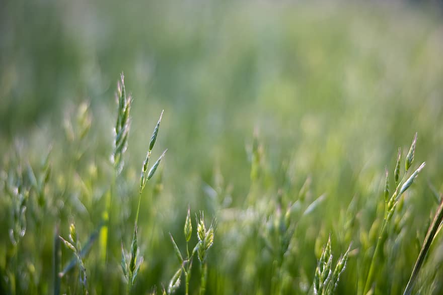 трева, заден план, лято, фона, зелен, природа, заобикаляща среда, прясно, растение, пружина, растеж