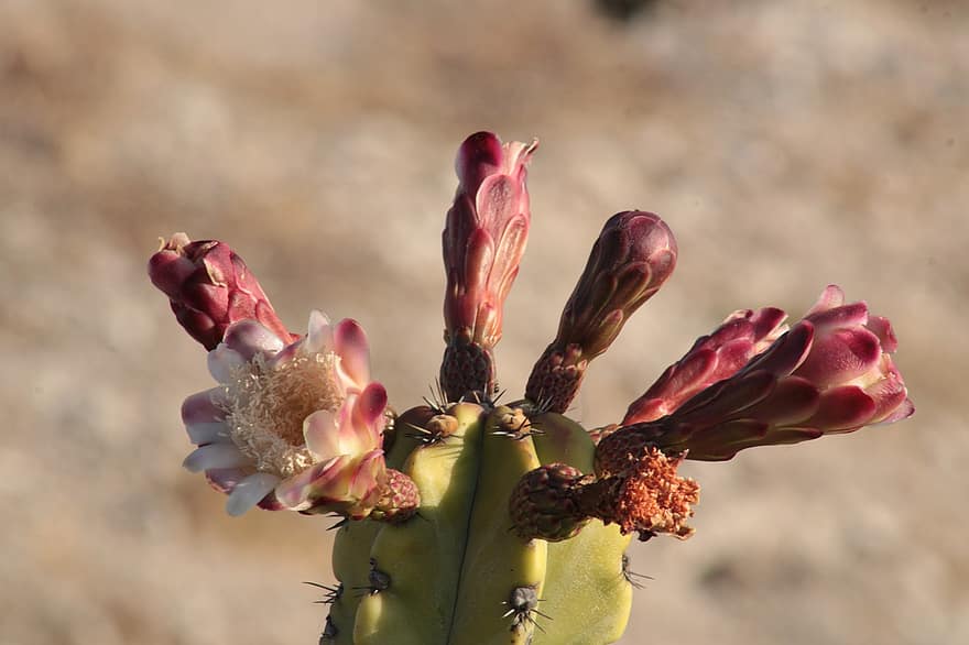 cactus, flor, naturaleza, Desierto, pitaya, crecimiento, botánica, de cerca, planta, hoja, verano