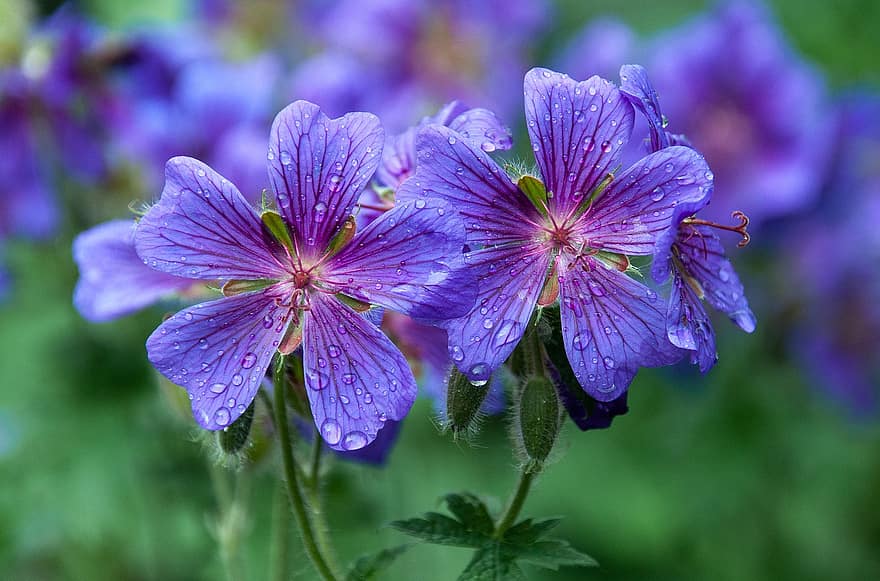 Flower, Cranesbill, Flora, Botany, Blossoms, Violet, Purple, Plant, close-up, summer, petal