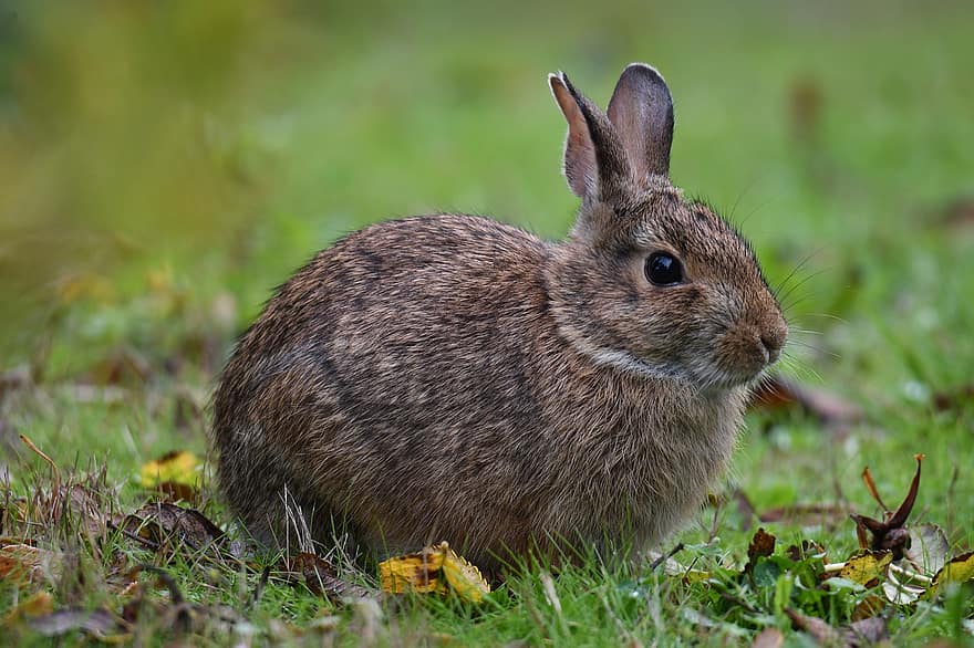 tavşan, hayvan, yaban hayatı, doğu pamuk kuyruğu, memeli, fauna