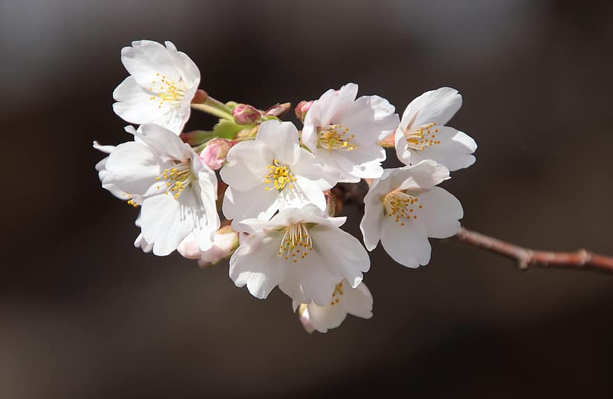 kirsikankukkia, kukat, kevät, sakura, kasvisto, kirsikkapuu, kevätkausi, valkoiset kukat, kukinta, kukka, haara