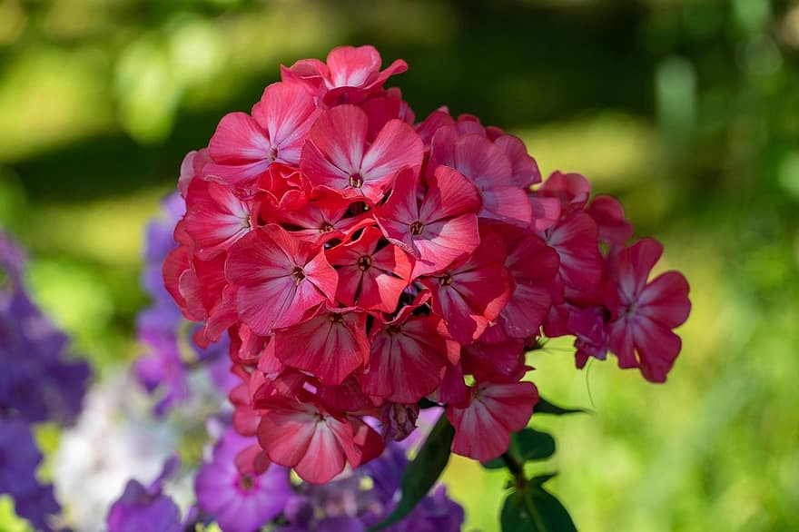 blomster, phlox, have