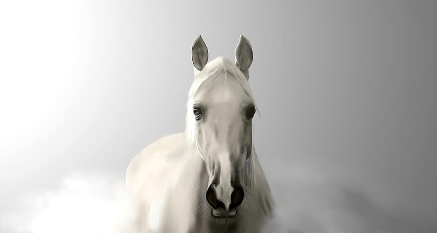 mgła, Biały Koń, koń marzeń, ogier, klacz, źrebię, pastwisko, ranek, mglisty dzień, szary koń, Szary sen