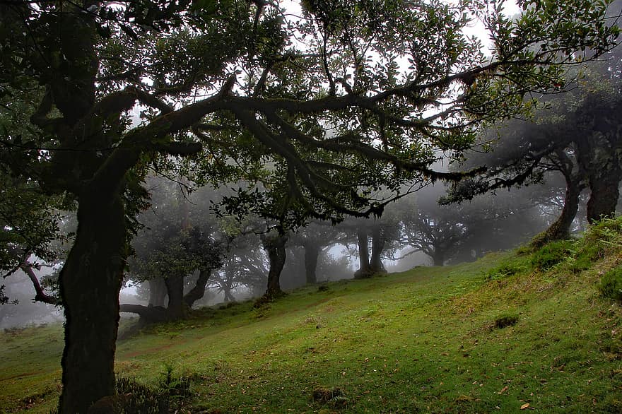 mgła, las, drzewa, Las, Natura, wcześnie rano, drzewo, krajobraz, zielony kolor, jesień, trawa