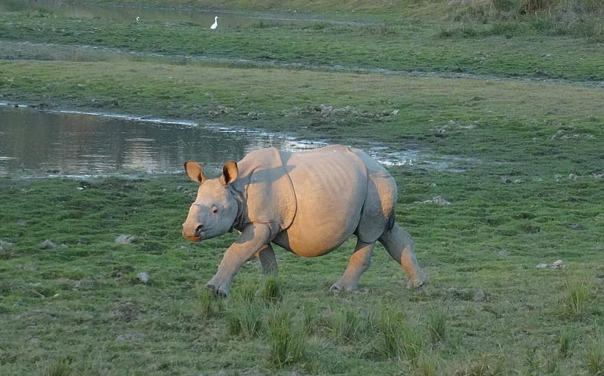 rinoceronte, um chifre, animal, bezerro, selvagem, animais selvagens, ameaçadas de extinção, unicornis, kaziranga, Parque Nacional, santuário