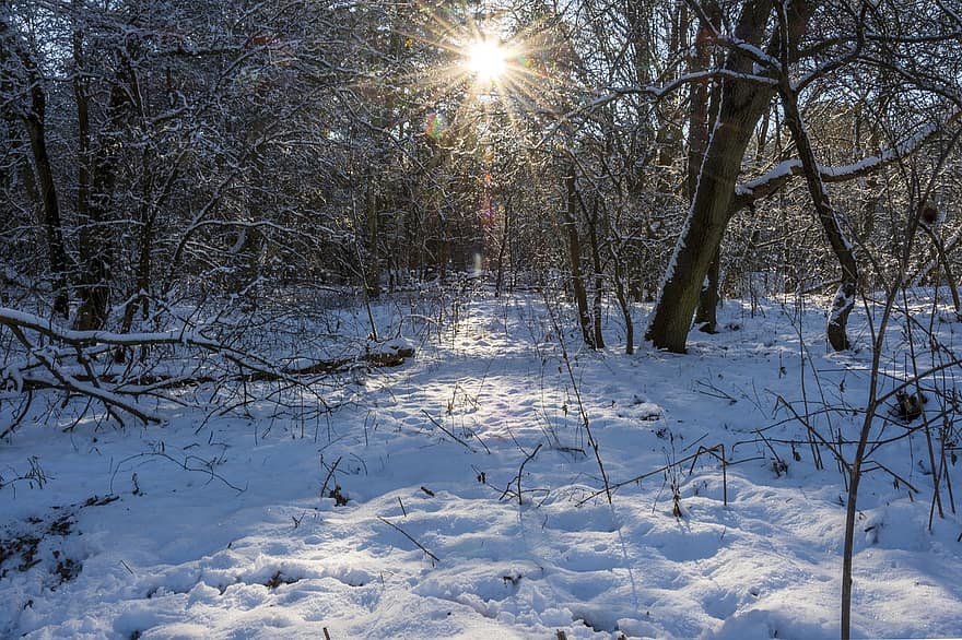 tuyết, mùa đông, rừng, cây, sương giá, lạnh, cây bụi, cành cây, phong cảnh, Thiên nhiên, ánh sáng mặt trời