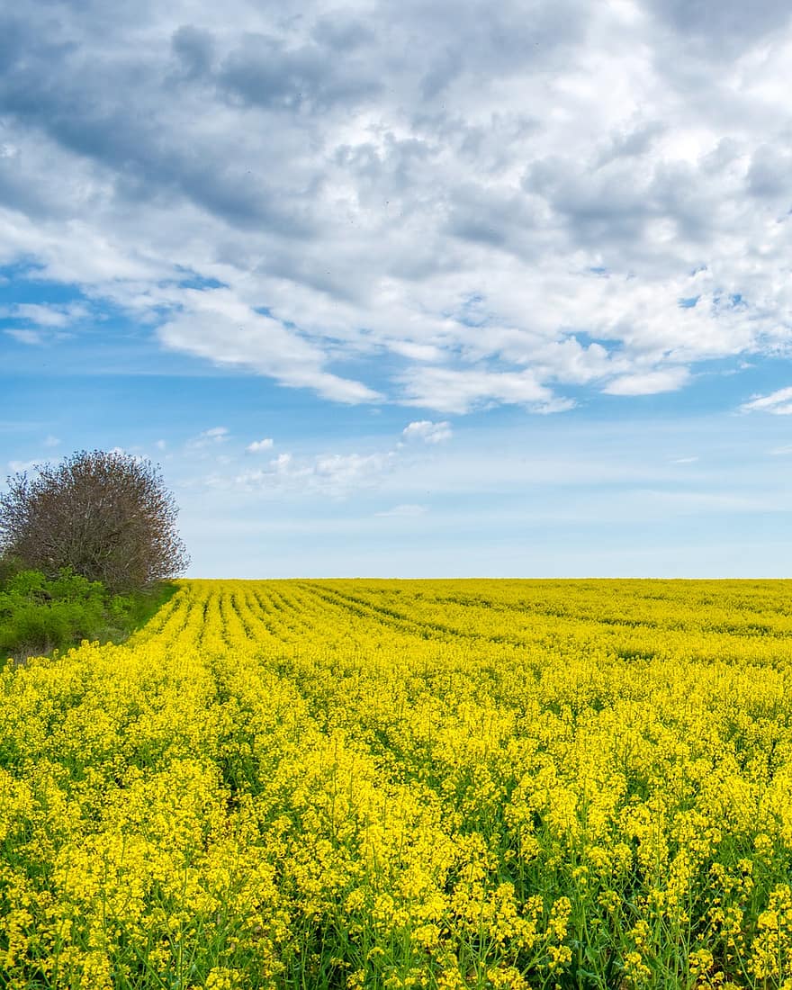 Rapeseed, Oilseed Rape, Flowers, Agriculture, Background, Bloom, Blossom, Brassica Napus, Coleseed, Countryside, Environment