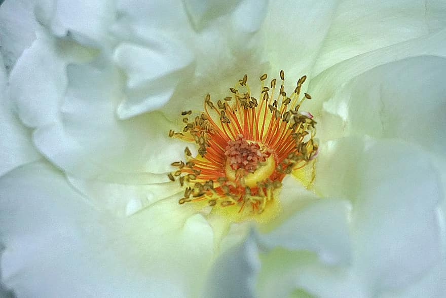 Rosa blanca, Rosa, flor, los pétalos, flor blanca, biel, estambres, medida, jardín, naturaleza, de cerca