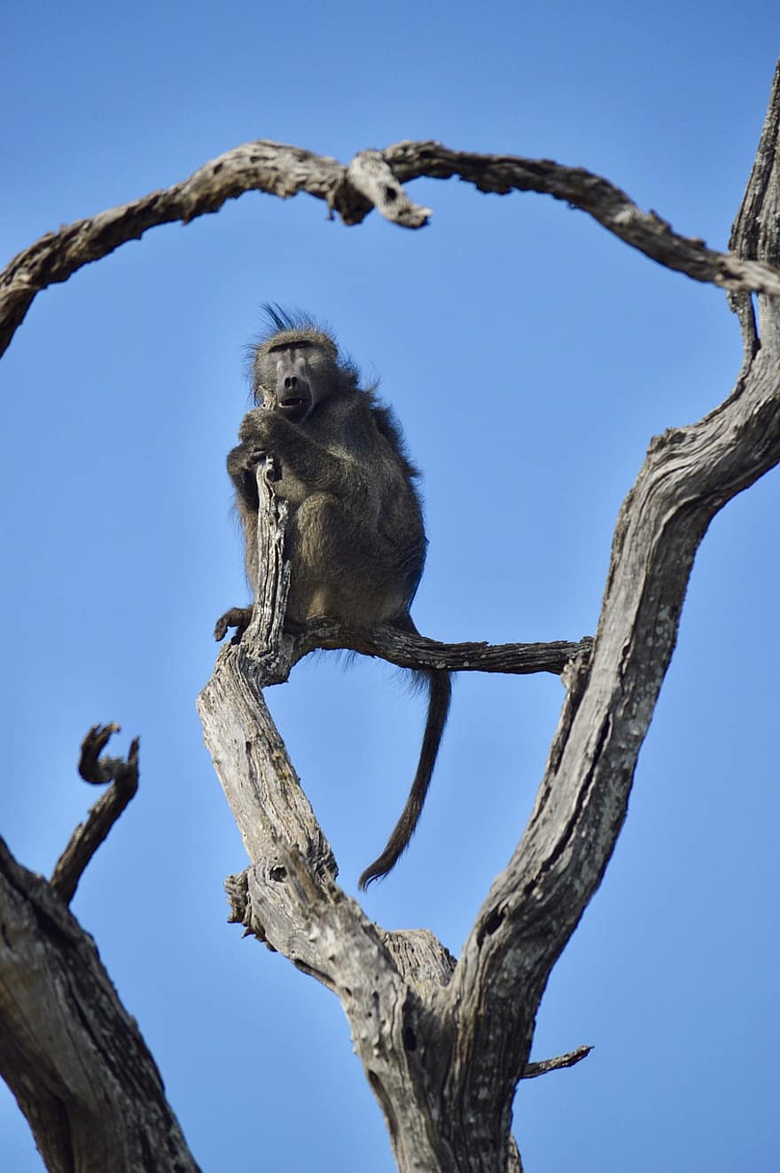 животное, бабуин, живая природа, дикое животное, млекопитающее, природа, сафари, саванна, Национальный парк Крюгера