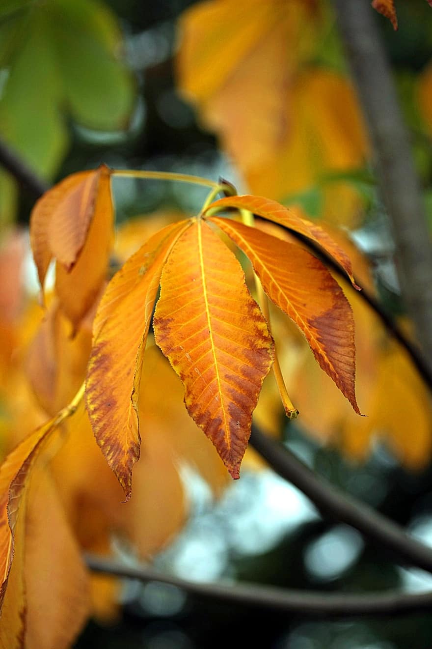 castaña, hojas, otoño, hojas amarillas, hojas de otoño, follaje, rama, árbol, planta, naturaleza, hoja