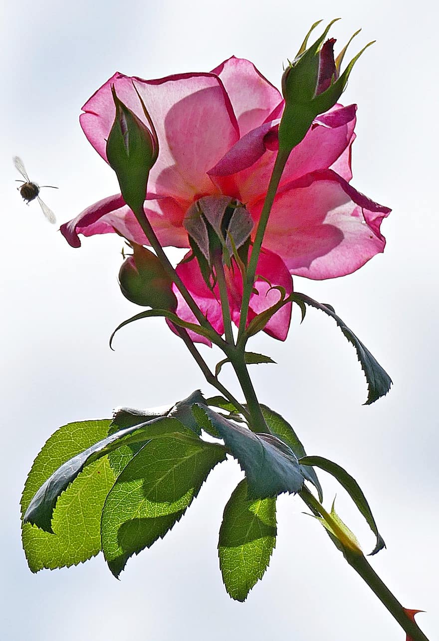 Rose, Hummel, Insekt, Blume, blühen, pinke Rose, Blütenblätter, rosa Blütenblätter, Flora, Natur